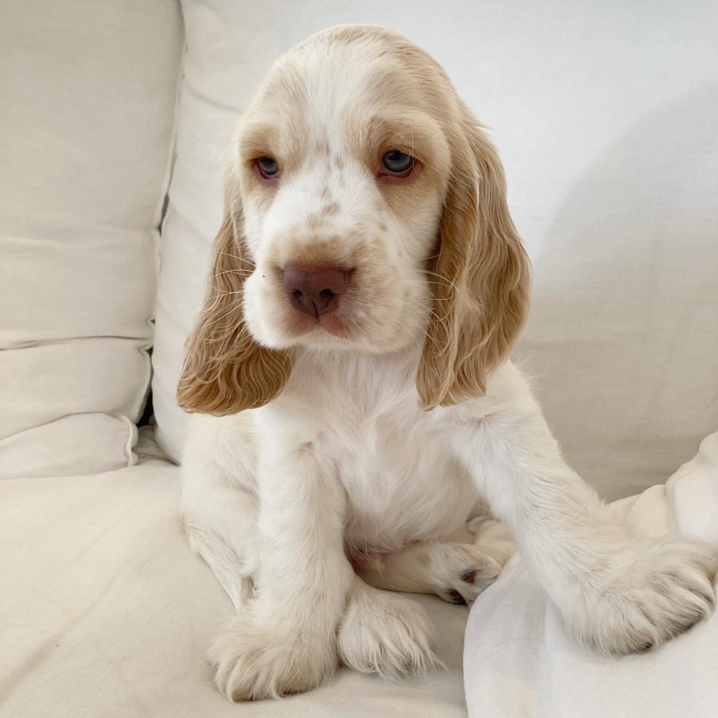 cocker spaniel puppies for sale near me