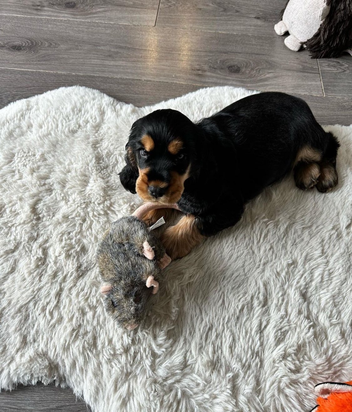 cocker spaniel puppy